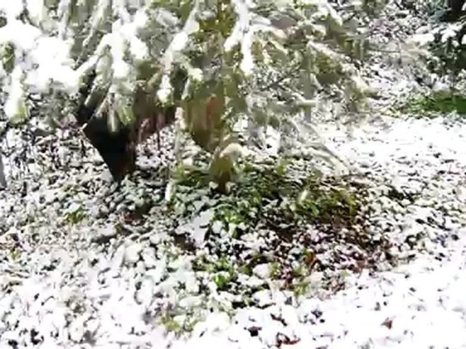 la neige à Maxéville