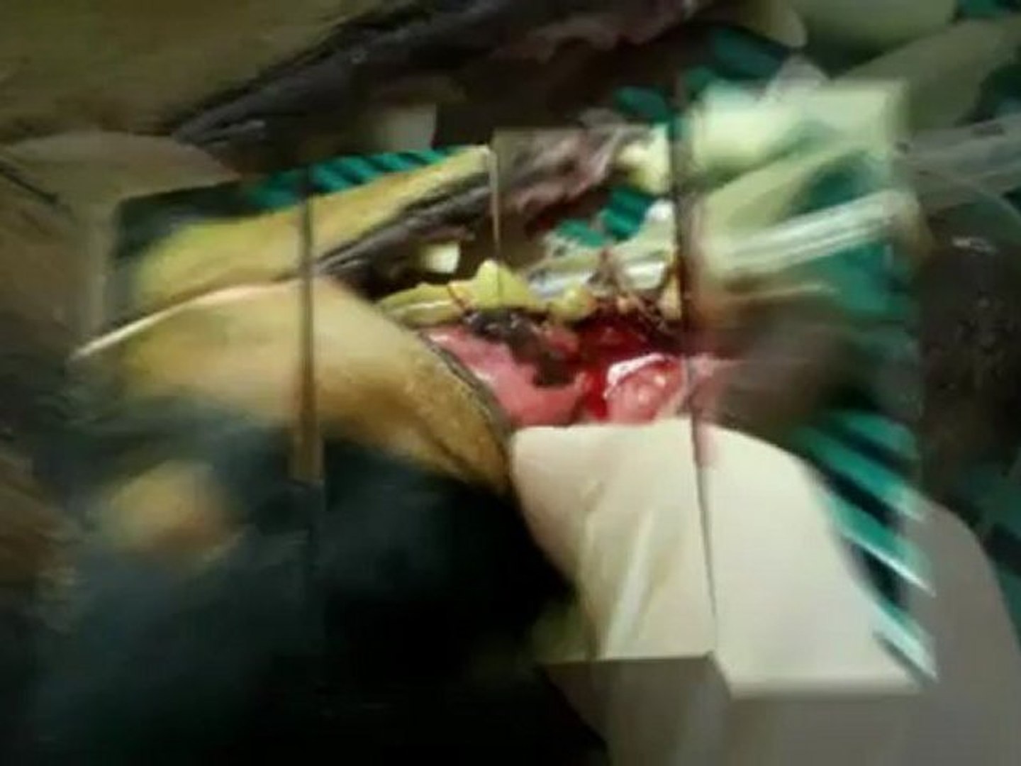 ⁣Dog Teeth Cleaning and Dog grooming