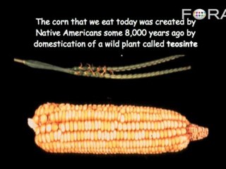 Genetic Engineering Has Been Used For Thousands of Years