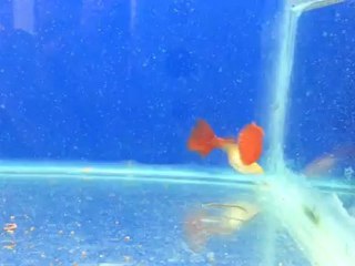 ALBİNO FULL RED