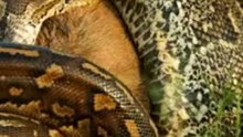python swallows an entire WILDEBEEST