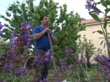 Jardin'âges du CSC Allée Verte (vidéo du Canard social)