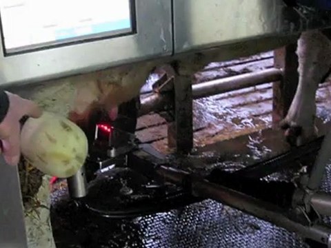 Welles-Pérennes: les vaches de Régis Bizet gèrent toutes seules leur traite