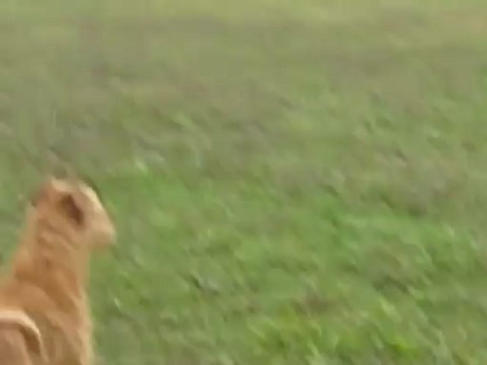 Baladinons, .... par le pré des moutmouts, .....