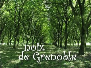 Noix de Grenoble, la fête à Vinay.