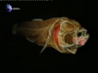 Peces extremofilos: Tilapias y Periophthalmus