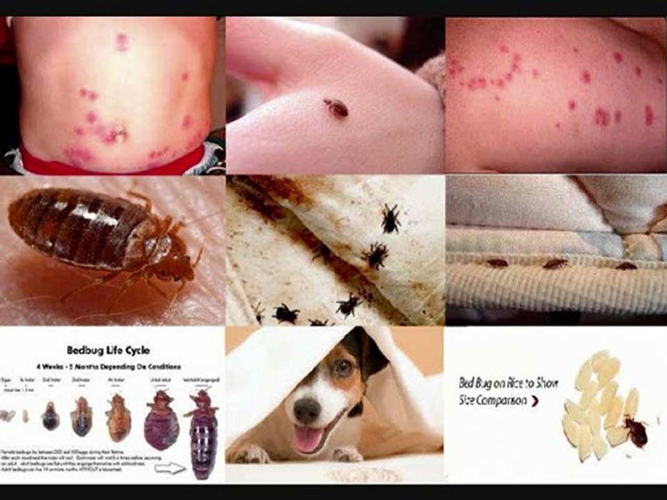 Bed Bugs Natural Treatment, Get Rid of Bed Bugs Permantly Secrets Reveal