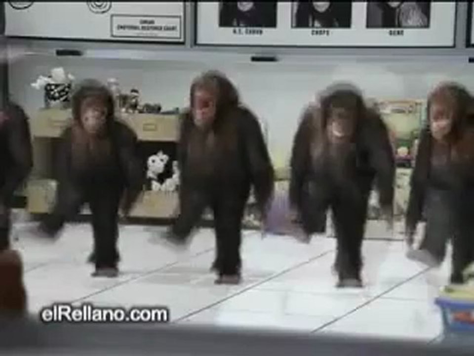 Animals 1