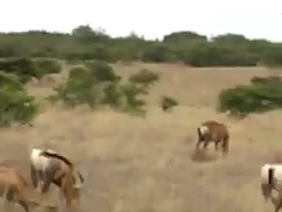 Animals 6