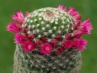 Merdo - Dilaver AVGÖREN