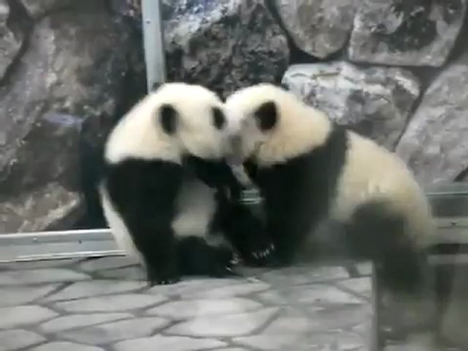Animals 14