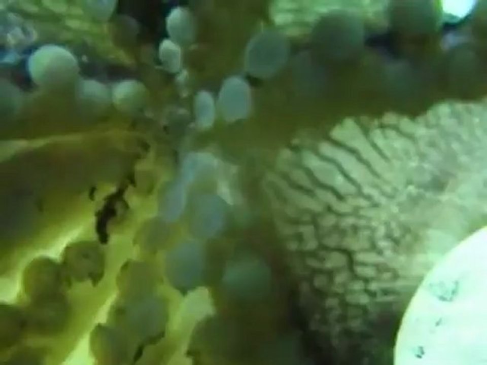 Animals 32