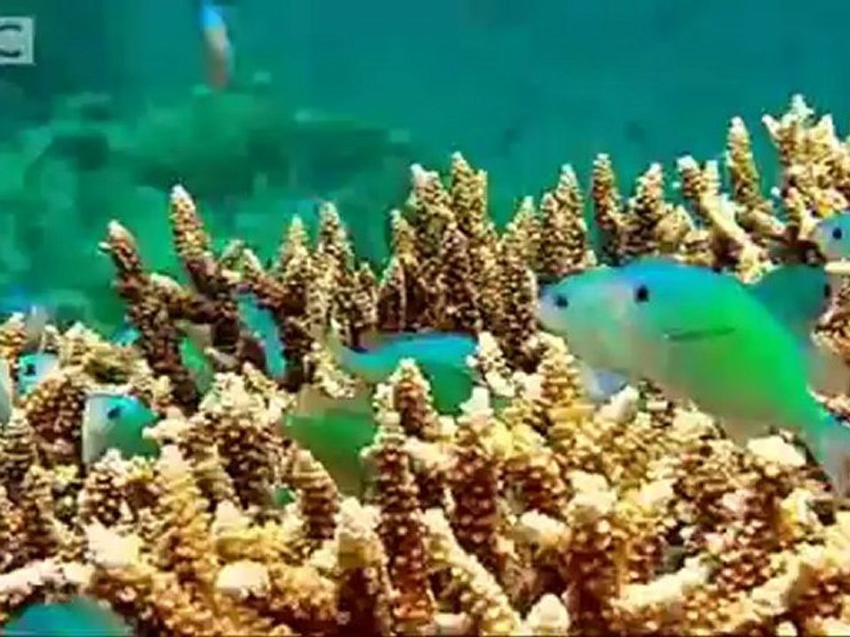 Animals 34