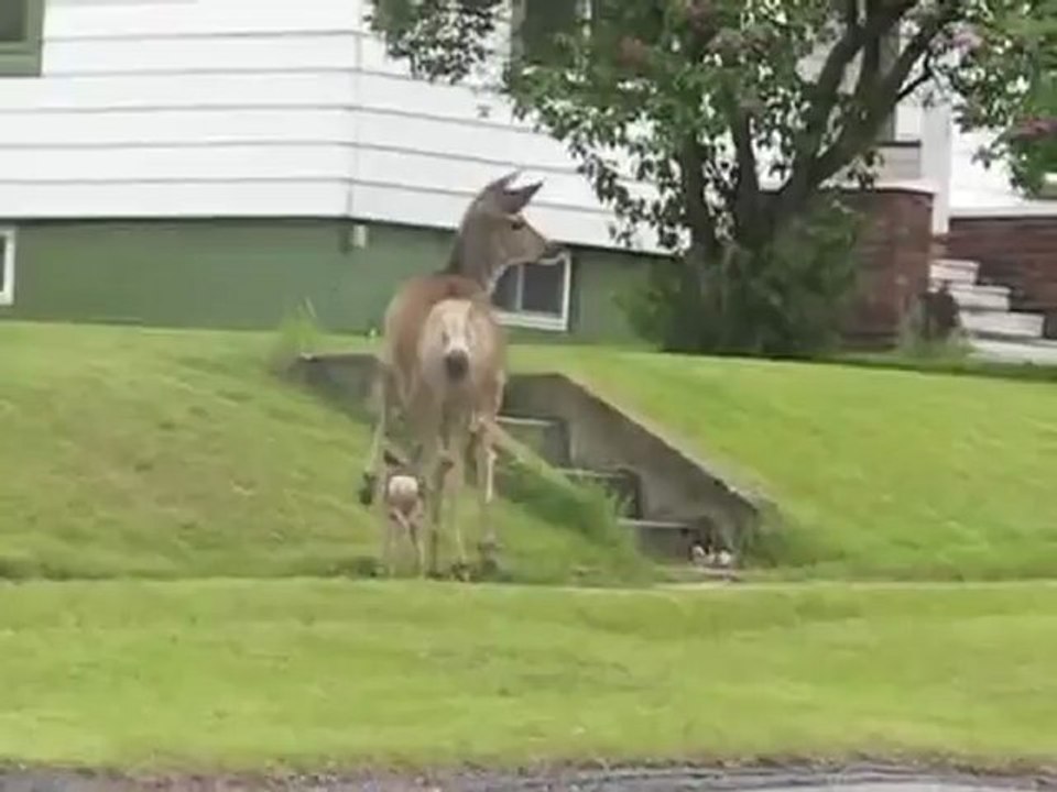 Animals 37