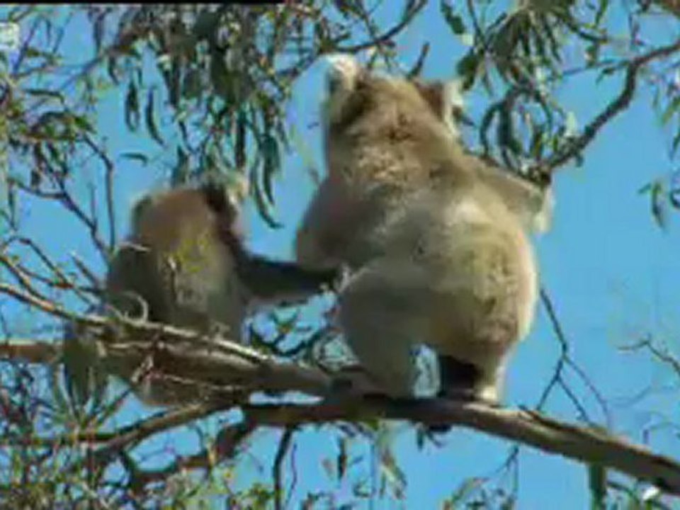Animals 39