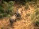 Save the Rhino song