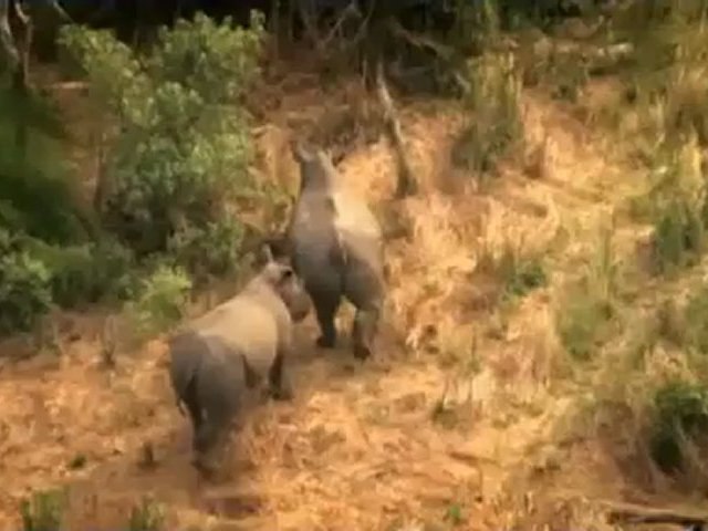 Save the Rhino song - Video Dailymotion
