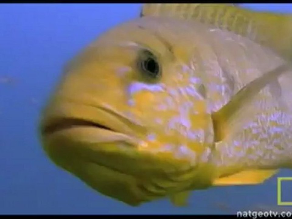 Animals 66