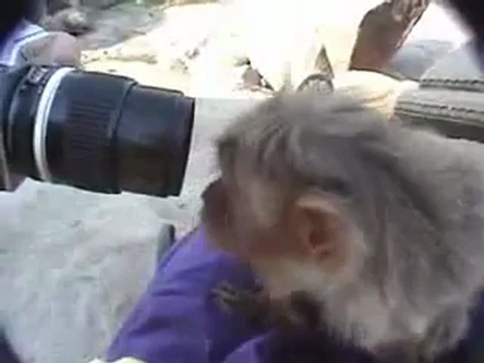 Animals 69