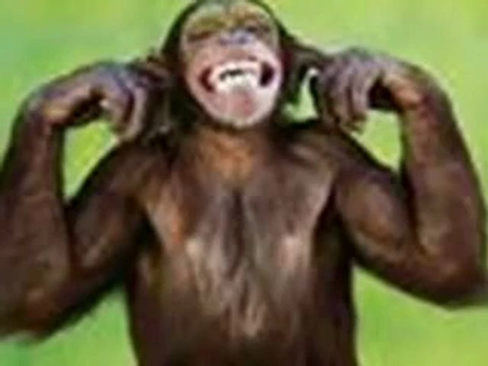 Animals 70