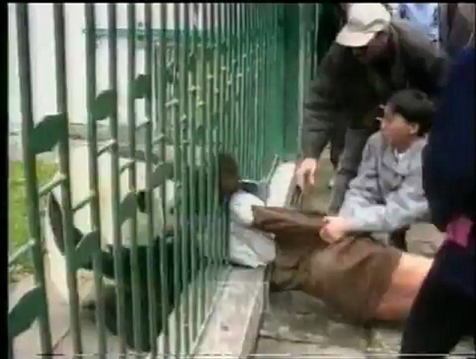 Animals 75