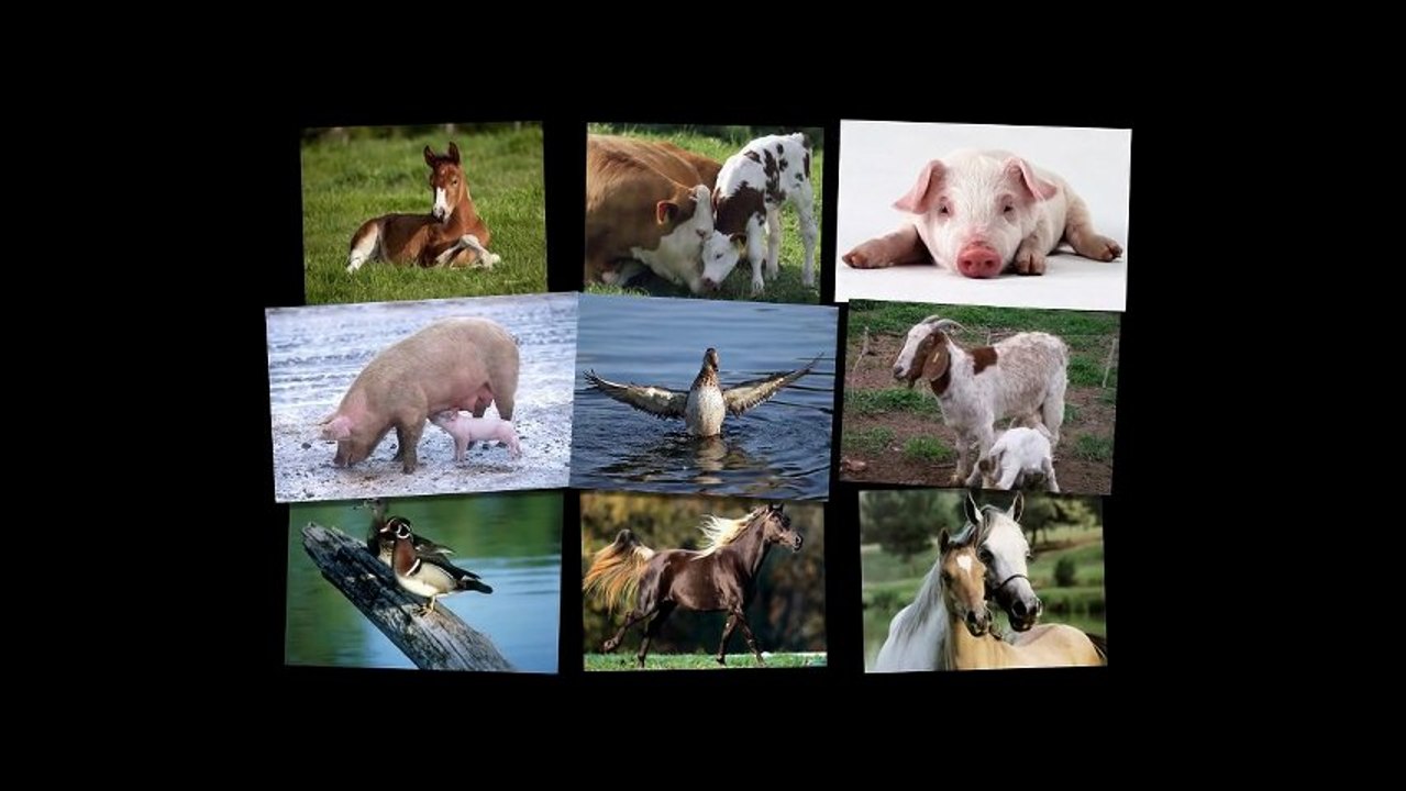 Graiul animalelor (cantece copiii)