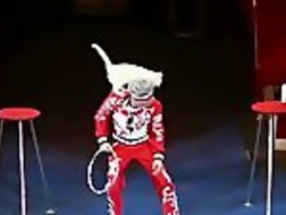 Russian Cat Circus