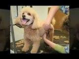 Dog Teeth Cleaning and Dog Grooming