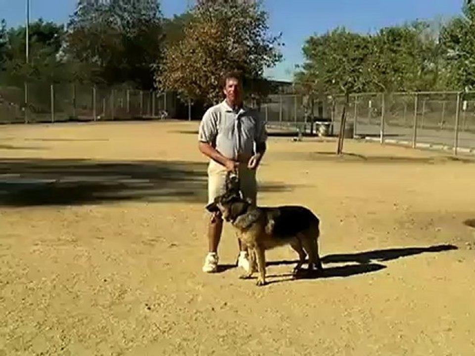 Basic Dog Training Tips _ How to Train a Dog to Stand & Stay