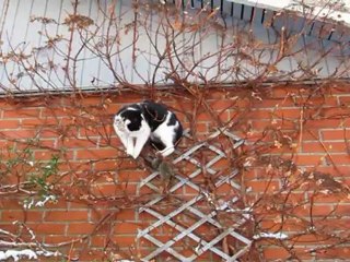 Klatretøsen Liva -  6. dec. 2012