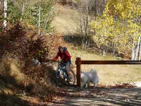 cani vtt avec chiens samoyèdes