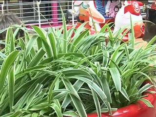 SETEX PRO - Lauréat Artinov 2012 - Produit