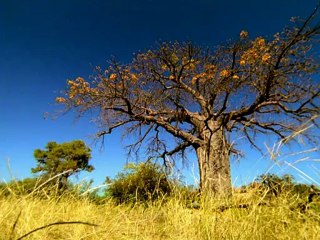 4 Прогулки с чудовищами. Ближайший родственник
