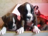 CHIOTS DE D'PEARL ET CHAVAL A  6 semaines