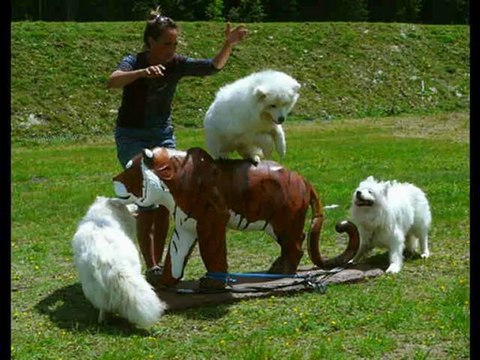 diaporama nos samoyèdes