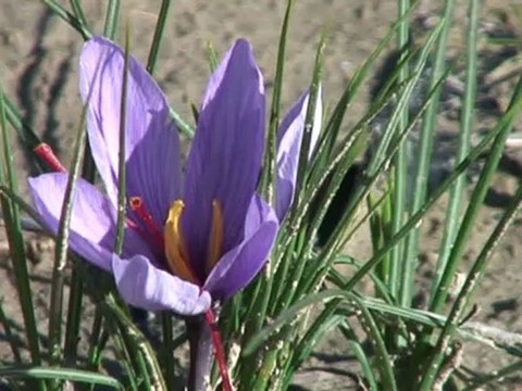 Le SUD, vous en faites tout un plat Timbale de courge au lard paysan et au safran