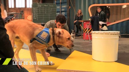EM06 Peut-on mesurer le QI des chiens ?