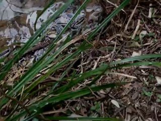 PECHE EN ARDECHE 2011