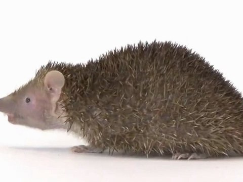 SPECIE DEL 2013 IN VIA D'ESTINZIONE QUESTI ANIMALI NON ESISTERANNO PIù