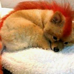 Curiosidades Raras para Compartir 🌟