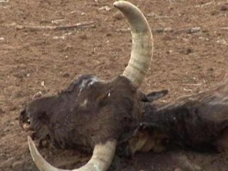 Drought wipes out Brazil cattle ranches