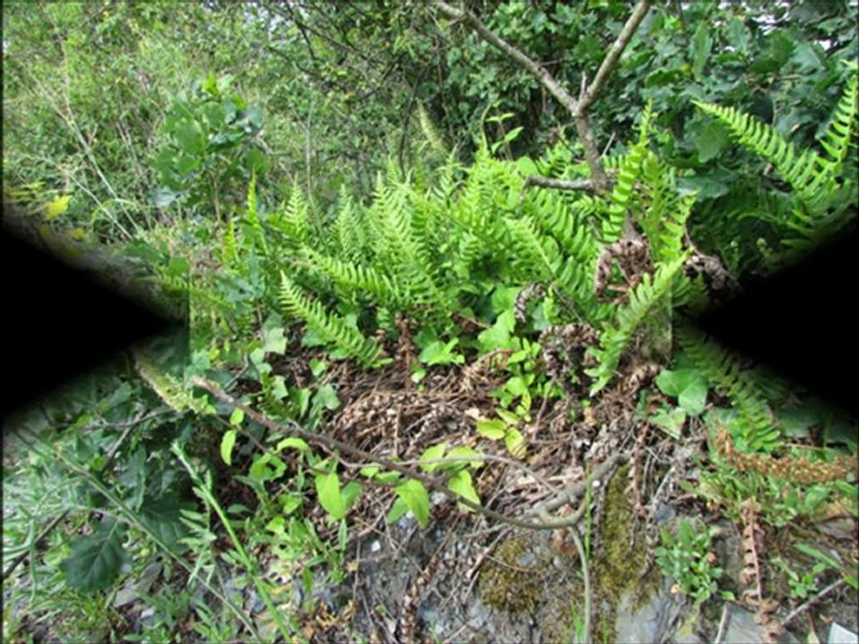 Chemin des ardoisières (1)