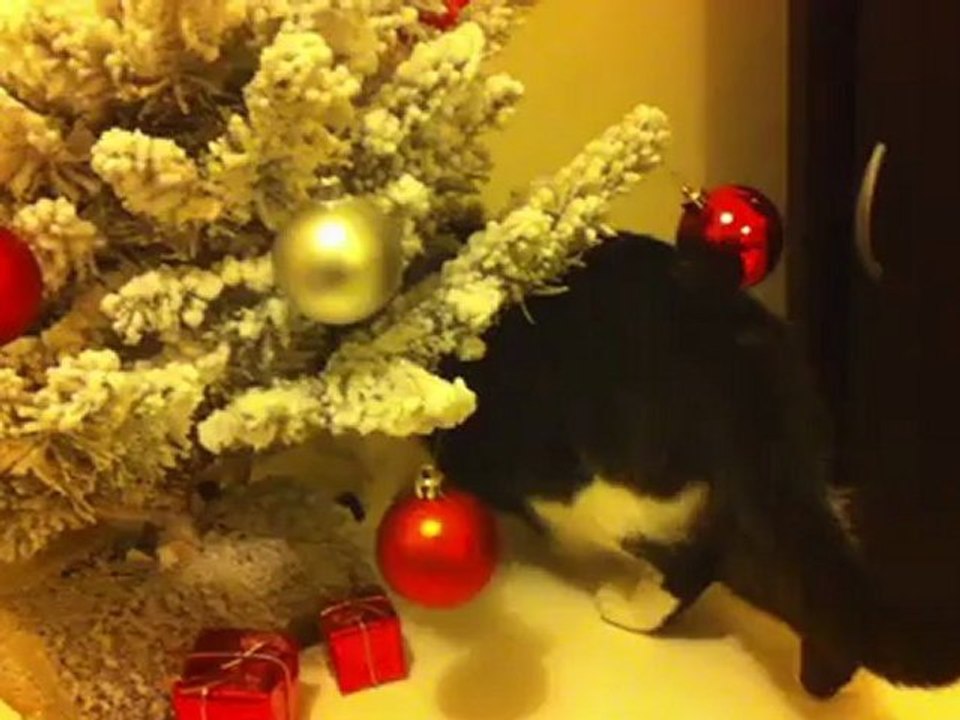 Kim découvre le sapin