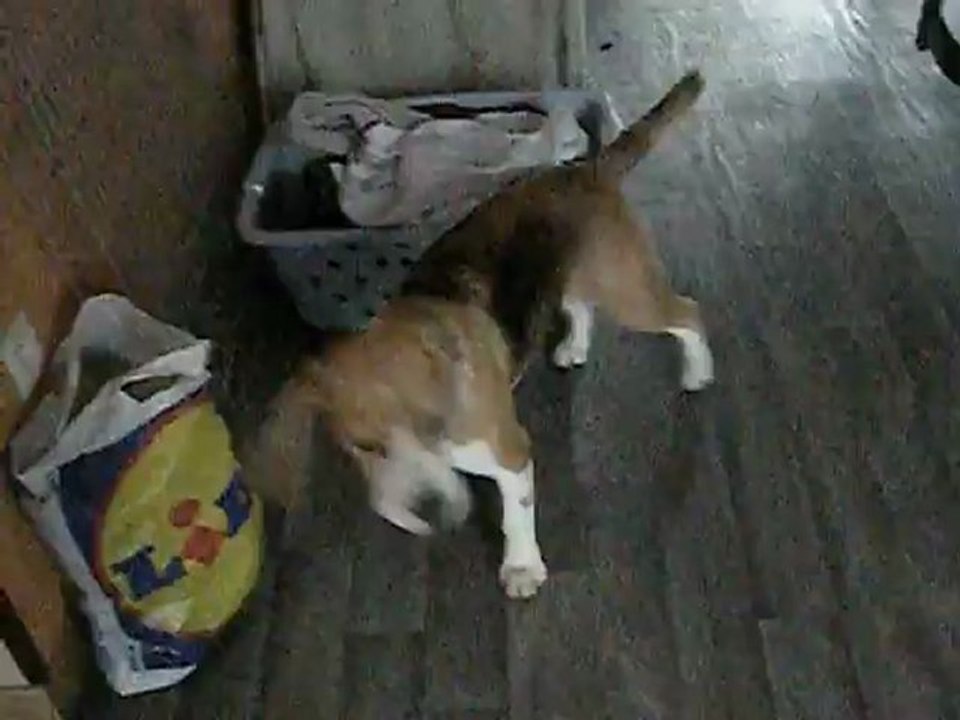 H'ley - Vidéo n°16 - Enko qui pleure, H'ley est partit se promener sans elle