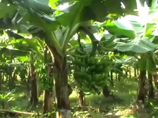 Magnum Opus- Machine that creates gold from waste!