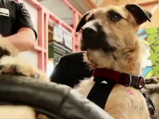 Vorsicht - Hund am Steuer!