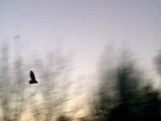 Chouette Effraie des Clochers