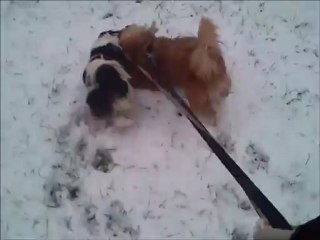 Mes shishis dans la neige
