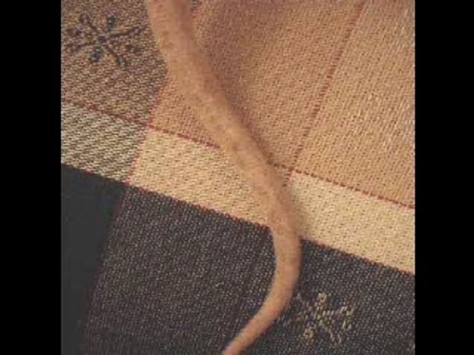 La queue du rat