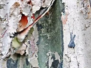 Time-lapse video of Hollywood Sign refurbishment